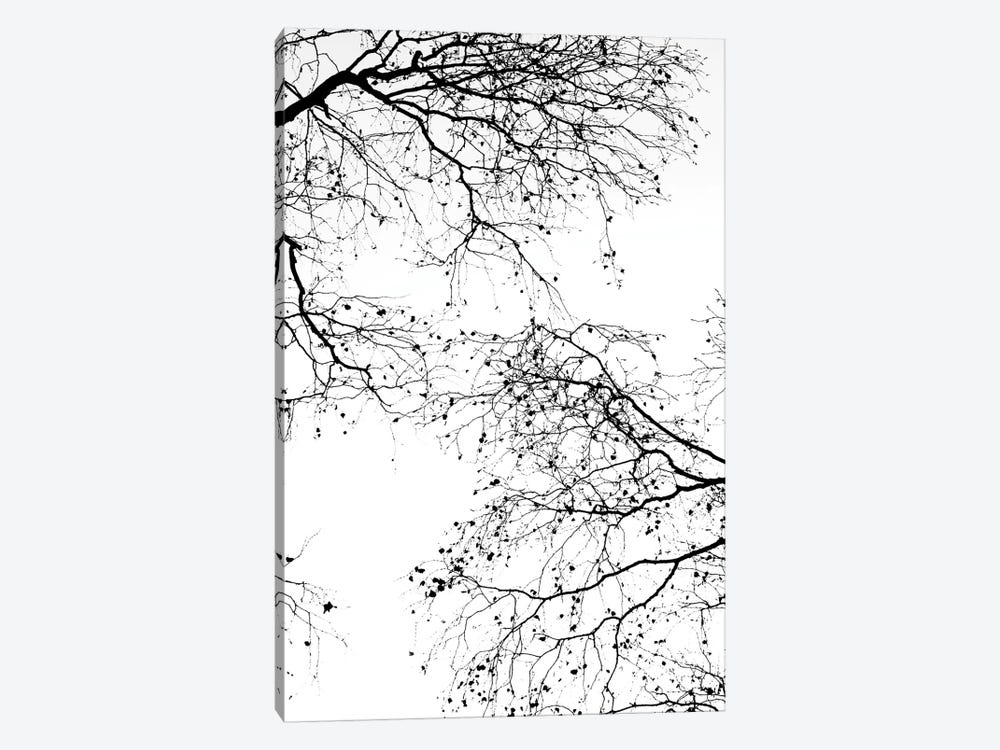 Black Branches II by Monika Strigel 1-piece Art Print
