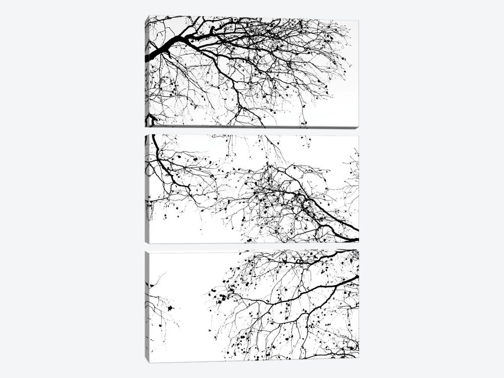 Black Branches II 3-piece Art Print