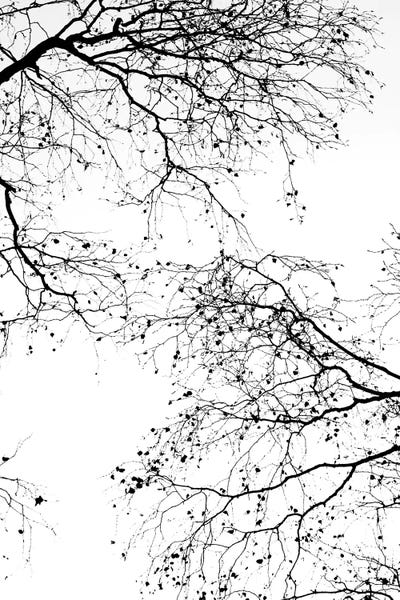 Minimalist Photography: Black Branches II by Monika Strigel