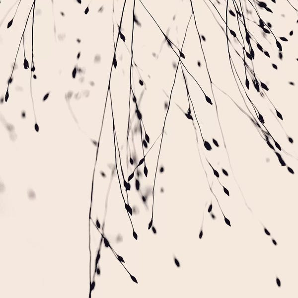 Grasses: Black Grass Blush Square by Monika Strigel
