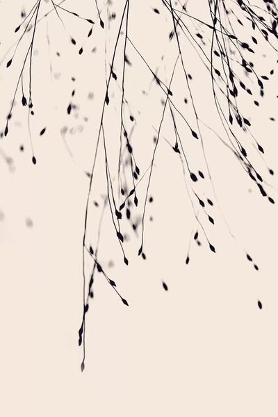 Grasses: Black Grass Blush by Monika Strigel