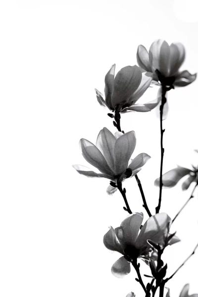 Minimalist Photography: Black Magnolia by Monika Strigel