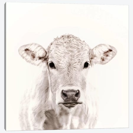 Blonde Cattle Maverick White Square Canvas Print #GEL121} by Monika Strigel Canvas Art