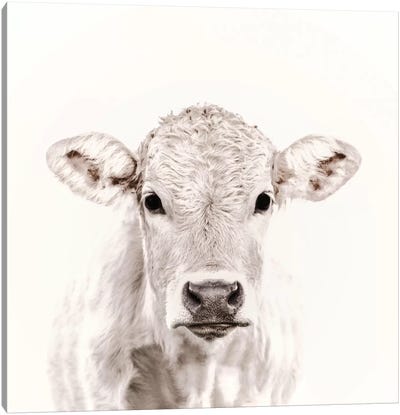 Blonde Cattle Maverick White Square Canvas Art Print - Monika Strigel