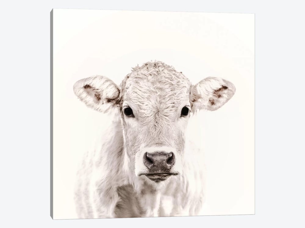 Blonde Cattle Maverick White Square by Monika Strigel 1-piece Canvas Print