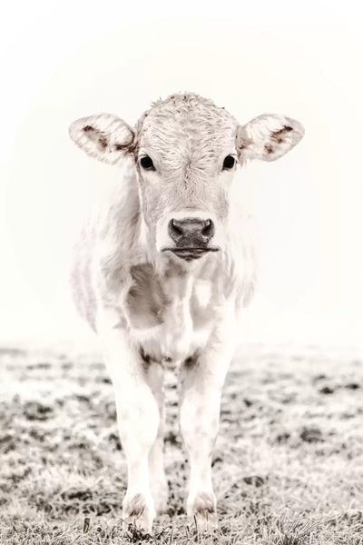 Modern Farmhouse Décor: Blonde Cattle Maverick White by Monika Strigel