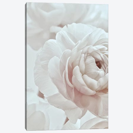 Blossom White I Canvas Print #GEL124} by Monika Strigel Art Print