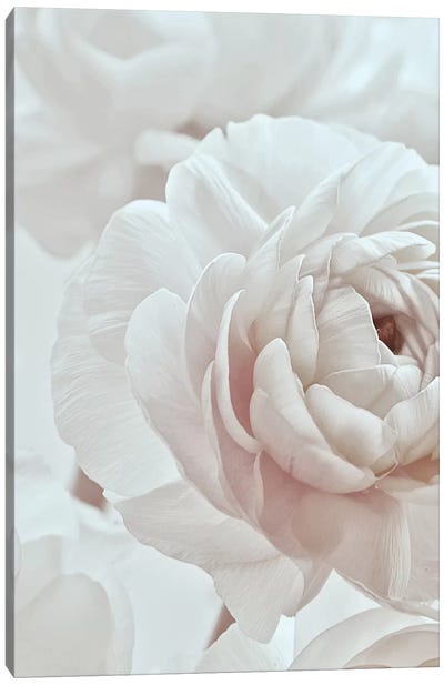 Blossom White I Canvas Art Print - Still Life Photography