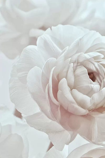 Still Life Photography: Blossom White I by Monika Strigel