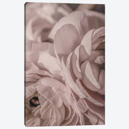 Buttercup Floral Blush Dark I Canvas Print #GEL127} by Monika Strigel Canvas Art Print