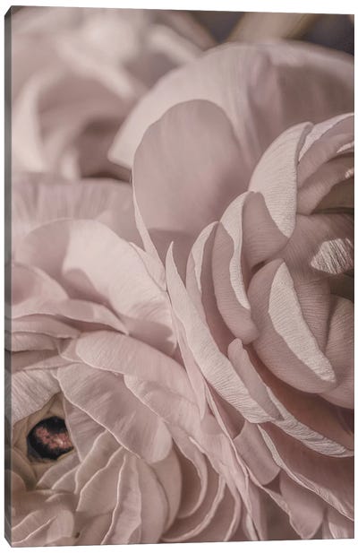 Buttercup Floral Blush Dark I Canvas Art Print - Monika Strigel