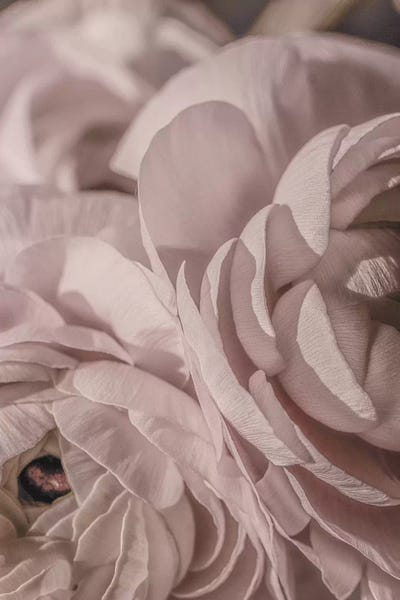 Still Life Photography: Buttercup Floral Blush Dark I by Monika Strigel