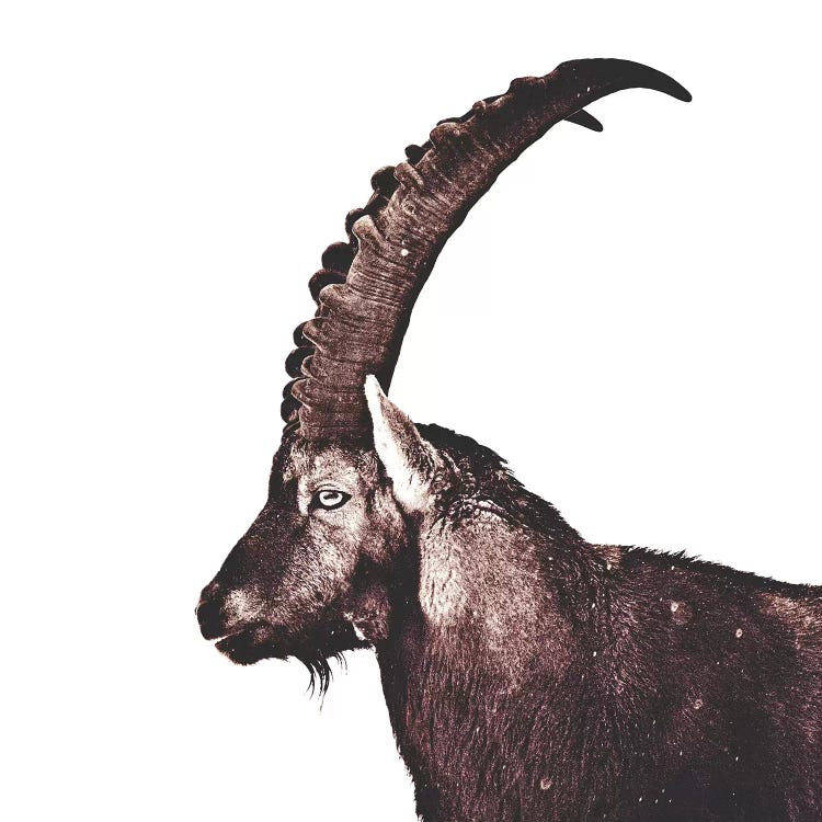 Capricorn In Snow Square by Monika Strigel wall art