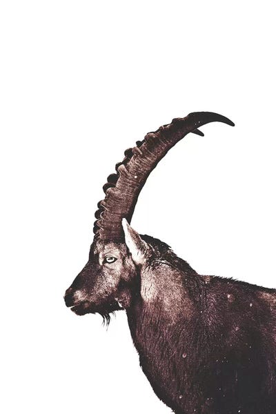 Goats: Capricorn In Snow by Monika Strigel
