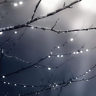 Dark Blue Forest Square by Monika Strigel framed wall art