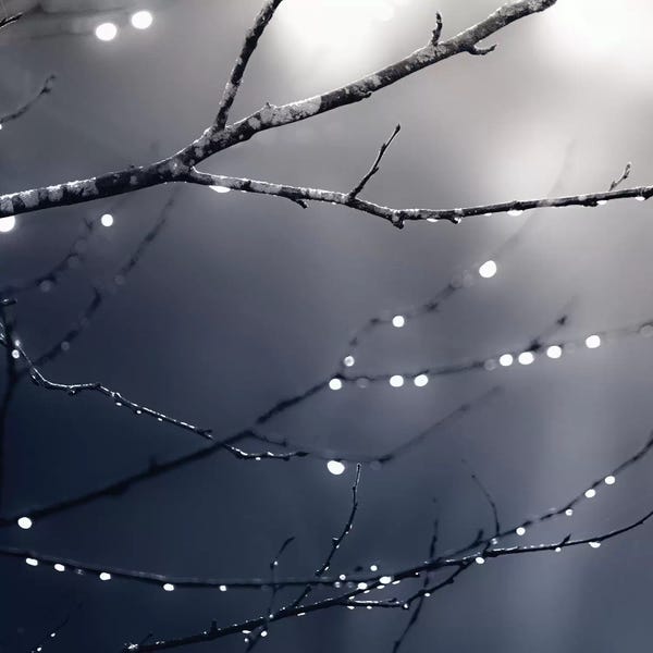 Tree Close-Ups: Dark Blue Forest Square by Monika Strigel