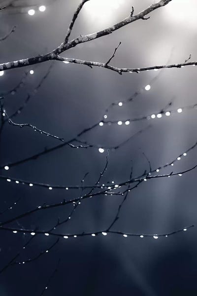 Tree Close-Ups: Dark Blue Forest by Monika Strigel