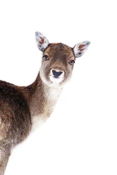 Deer Peekaboo by Monika Strigel framed canvas print