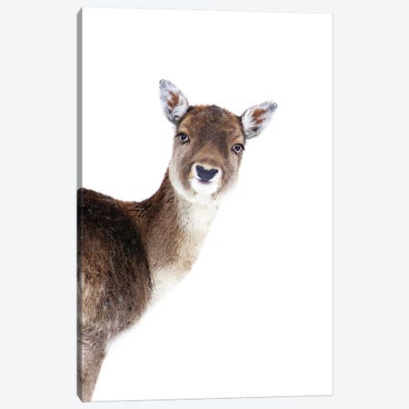 Deer Peekaboo Canvas Print #GEL135} by Monika Strigel Canvas Artwork