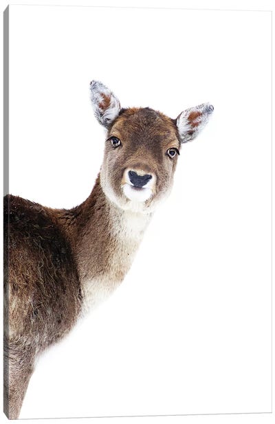 Deer Peekaboo Canvas Art Print - Monika Strigel