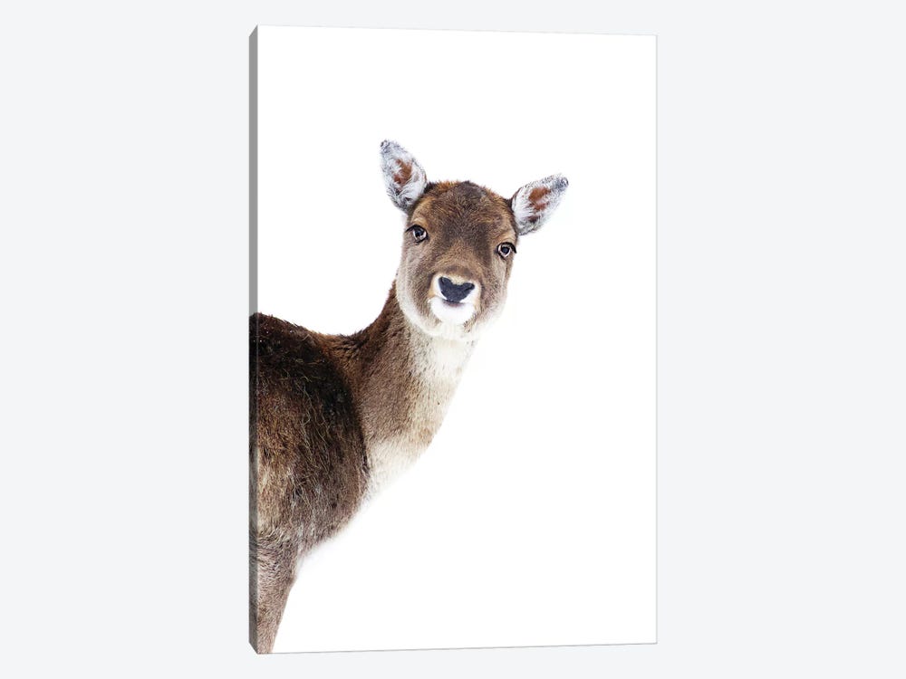 Deer Peekaboo by Monika Strigel 1-piece Canvas Wall Art