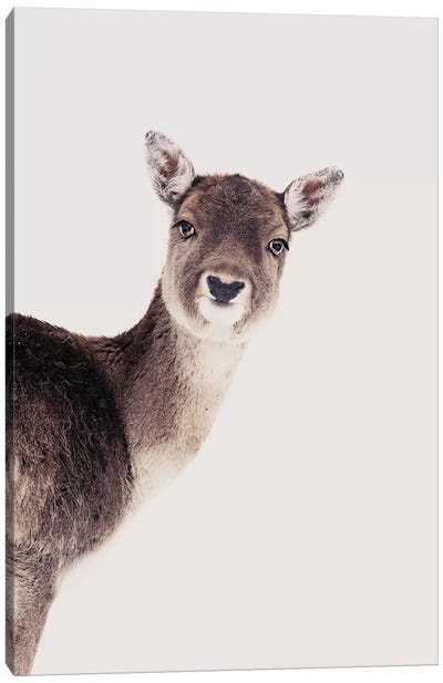 Deer Peekaboo Rose Canvas Art Print - Monika Strigel