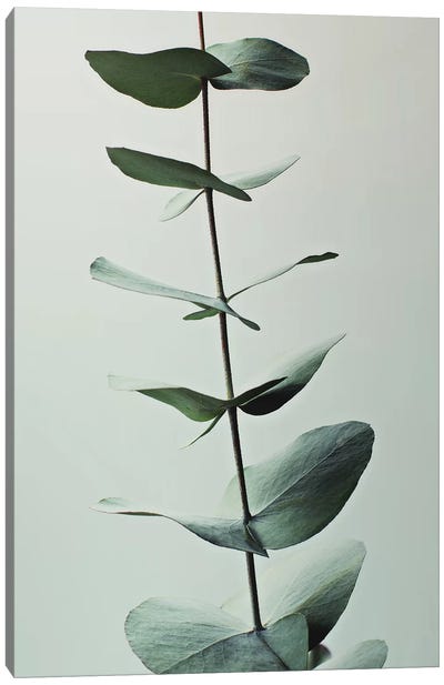 Eucalyptus Green I Canvas Art Print - Tree Close-Up Art