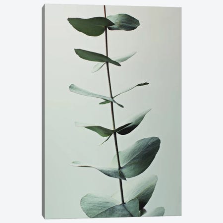 Eucalyptus Green I Canvas Print #GEL144} by Monika Strigel Art Print