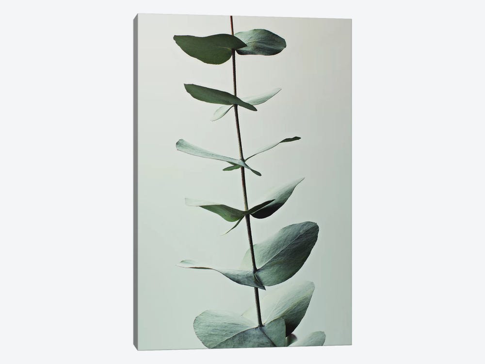 Eucalyptus Green I by Monika Strigel 1-piece Canvas Art