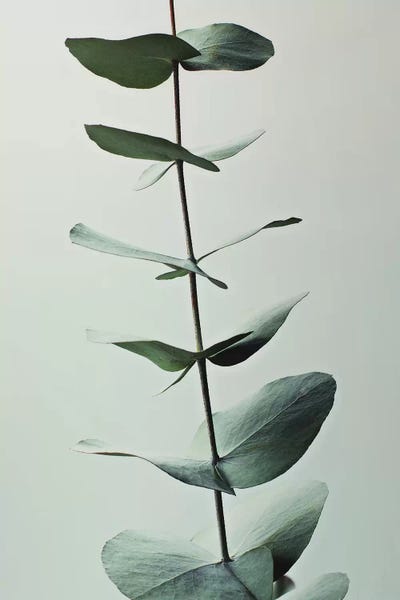 Eucalyptus: Eucalyptus Green I by Monika Strigel