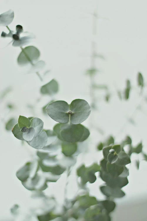 Eucalyptus Green II