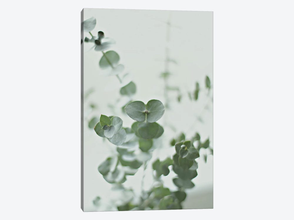 Eucalyptus Green II by Monika Strigel 1-piece Canvas Print