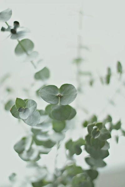 Minimalist Photography: Eucalyptus Green II by Monika Strigel