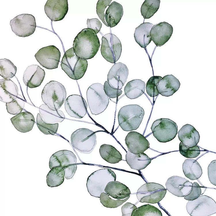Eucalyptus Watercolor Square by Monika Strigel wall art