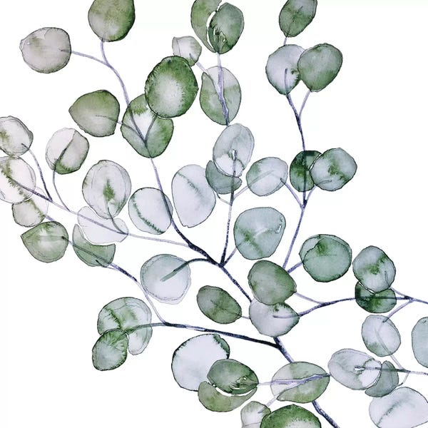 Eucalyptus: Eucalyptus Watercolor Square by Monika Strigel