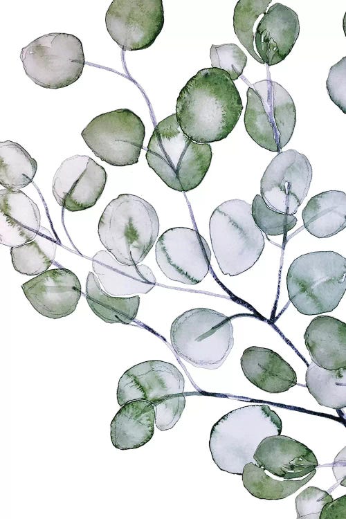 Eucalyptus Watercolor by Monika Strigel wall art