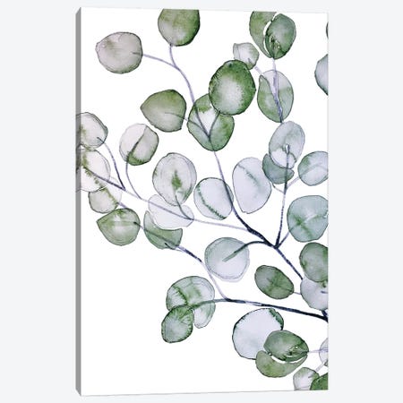 Eucalyptus Watercolor Canvas Print #GEL147} by Monika Strigel Canvas Print