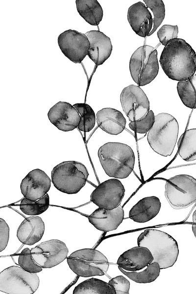 Minimalist Photography: Eucalyptus Watercolor II Black And White by Monika Strigel