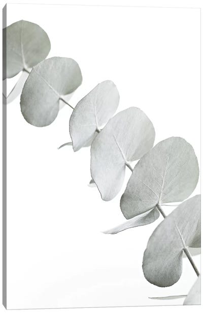 Eucalyptus White III Canvas Art Print - Macro Photography