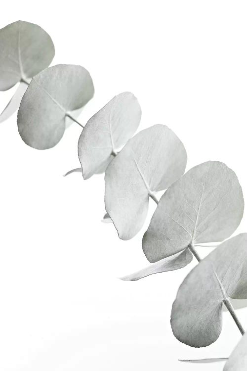 Eucalyptus White III