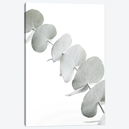 Eucalyptus White III Canvas Print #GEL150} by Monika Strigel Canvas Print