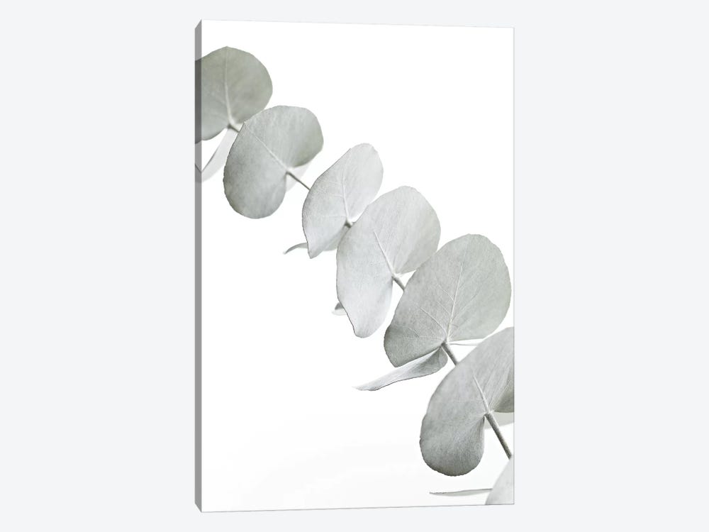Eucalyptus White III by Monika Strigel 1-piece Art Print