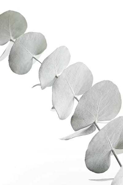 Eucalyptus: Eucalyptus White III by Monika Strigel