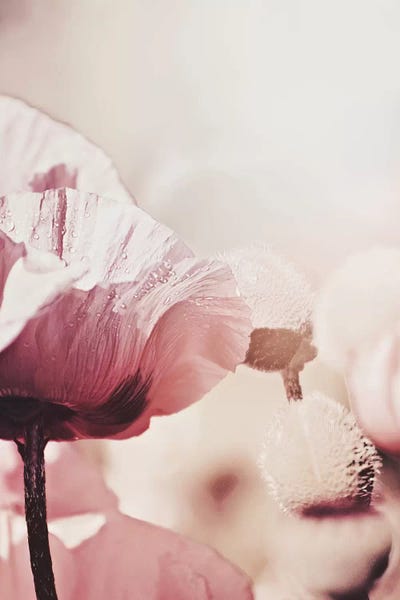 Fading Poppies Serenity by Monika Strigel framed canvas print