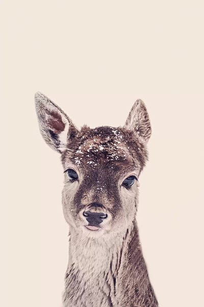 Fawn Rose by Monika Strigel framed canvas print