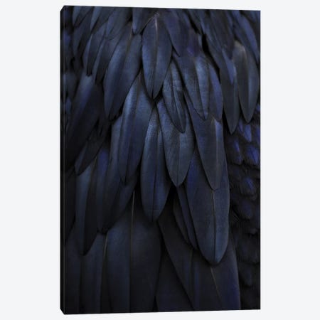 Feathers Dark Blue Canvas Print #GEL156} by Monika Strigel Canvas Artwork