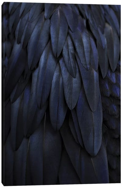 Feathers Dark Blue Canvas Art Print - Goth Art