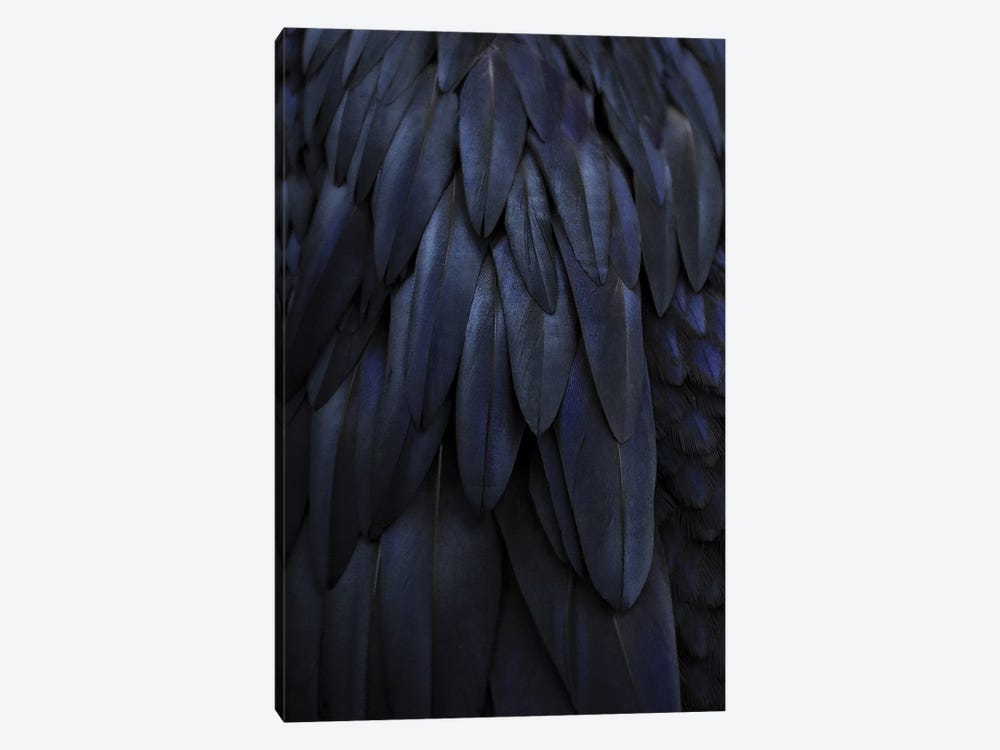 Feathers Dark Blue by Monika Strigel 1-piece Canvas Art Print