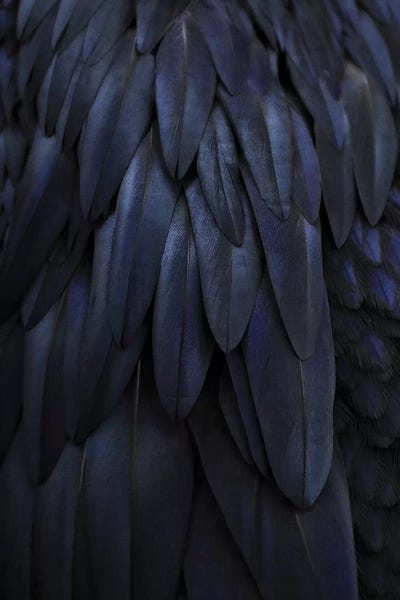 Feathers: Feathers Dark Blue by Monika Strigel