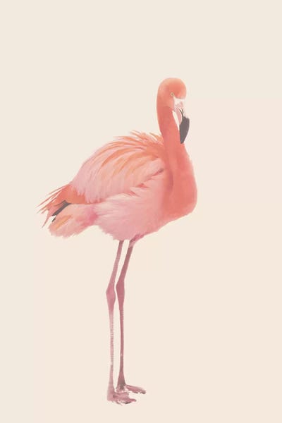 Flamingo In Snow Rose by Monika Strigel framed canvas print